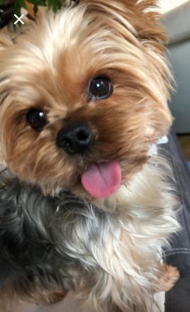 reinrassige Yorkshire Terrier Welpen black and tan