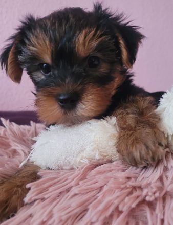 reinrassige Yorkshire Terrier Welpen black and tan