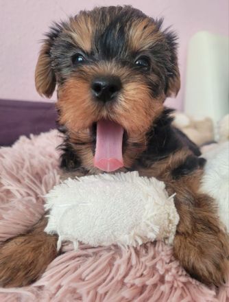 reinrassige Yorkshire Terrier Welpen black and tan