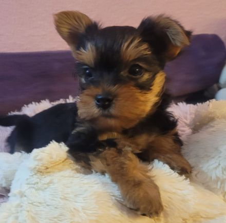 reinrassige Yorkshire Terrier Welpen black and tan