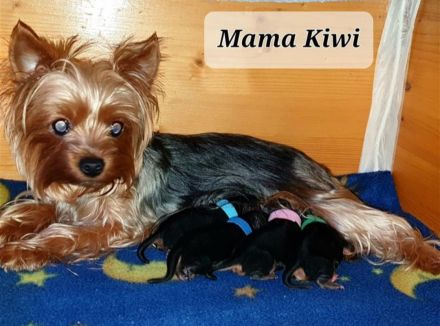 reinrassige Yorkshire Terrier Welpen black and tan