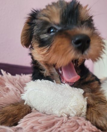 reinrassige Yorkshire Terrier Welpen black and tan