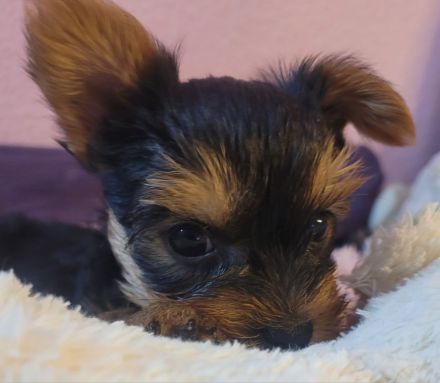 reinrassige Yorkshire Terrier Welpen black and tan