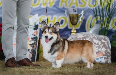 Welsh Corgi Pembroke - neuer Wurf - Anfang Februar!