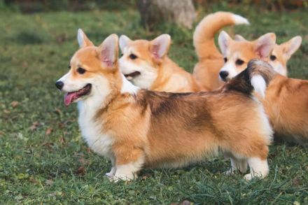Welsh Corgi Pembroke - neuer Wurf - Anfang Februar!