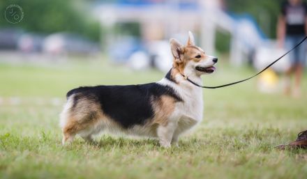 Welsh Corgi Pembroke - neuer Wurf - Anfang Februar!