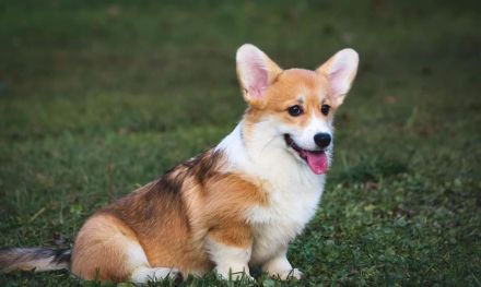 Welsh Corgi Pembroke - neuer Wurf - Anfang Februar!