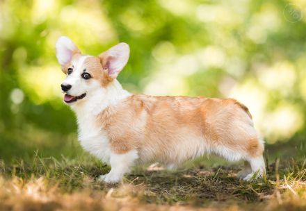 Welsh Corgi Pembroke - neuer Wurf - Anfang Februar!