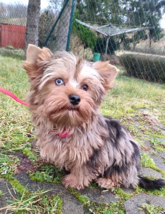 Yorkshire Terrier Rüde , vier Monate alt