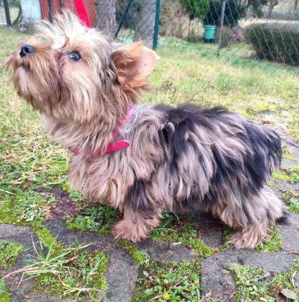 Yorkshire Terrier Rüde , vier Monate alt