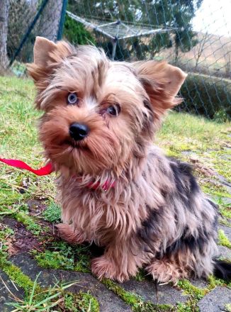 Yorkshire Terrier Rüde , vier Monate alt