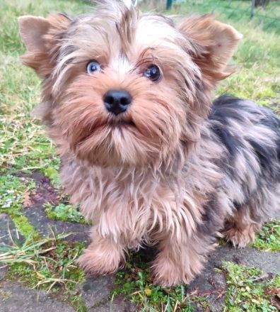 Yorkshire Terrier Rüde , vier Monate alt