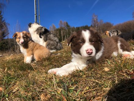 Border Collie Welpen - noch 2 Rüden zu vergeben