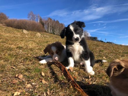 Border Collie Welpen - noch 2 Rüden zu vergeben