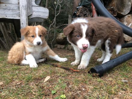 Border Collie Welpen - noch 2 Rüden zu vergeben