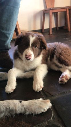 Border Collie Welpen - noch 2 Rüden zu vergeben