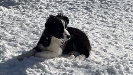 Border Collie Welpen - noch 2 Rüden zu vergeben