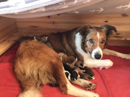 Border Collie Welpen - noch 2 Rüden zu vergeben