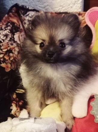 Reizender reinrassiger kleiner Pomeranian Rüde (Welpe) mit Papieren ab sofort zu verkaufen
