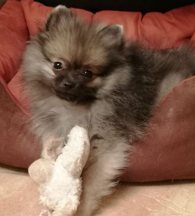 Reizender reinrassiger kleiner Pomeranian Rüde (Welpe) mit Papieren ab sofort zu verkaufen