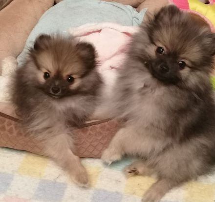 Reizender reinrassiger kleiner Pomeranian Rüde (Welpe) mit Papieren ab sofort zu verkaufen