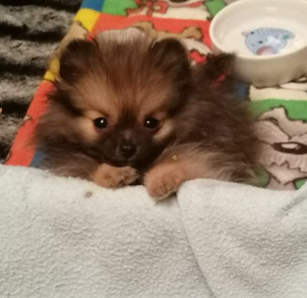 Reizender reinrassiger kleiner Pomeranian Rüde (Welpe) mit Papieren ab sofort zu verkaufen