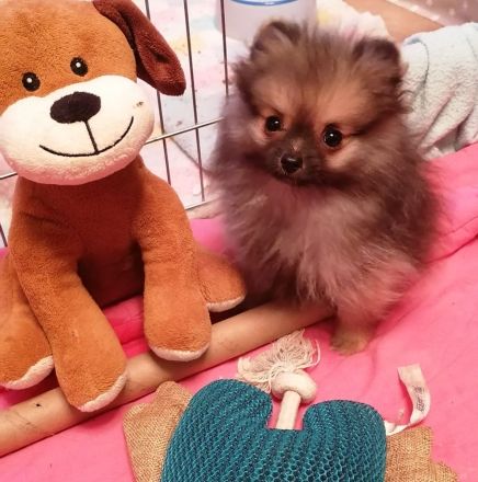 Reizender reinrassiger kleiner Pomeranian Rüde (Welpe) mit Papieren ab sofort zu verkaufen