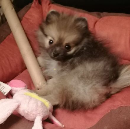 Reizender reinrassiger kleiner Pomeranian Rüde (Welpe) mit Papieren ab sofort zu verkaufen