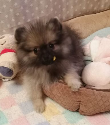 Reizender reinrassiger kleiner Pomeranian Rüde (Welpe) mit Papieren ab sofort zu verkaufen