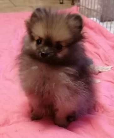 Reizender reinrassiger kleiner Pomeranian Rüde (Welpe) mit Papieren ab sofort zu verkaufen