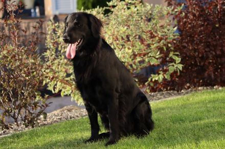 Jondu Moon of Revolution