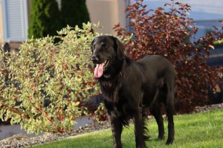 Jondu Moon of Revolution