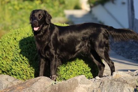 Jondu Moon of Revolution