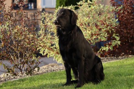 Jondu Moon of Revolution