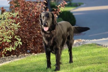 Jondu Moon of Revolution