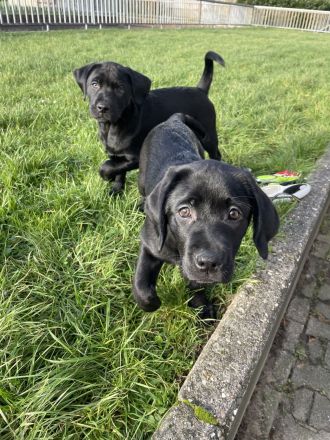 Labrador Welpen!! abgabebereit!! nur noch ein Weibchen!!