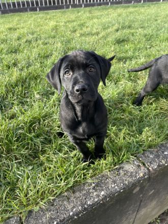 Labrador Welpen!! abgabebereit!! nur noch ein Weibchen!!