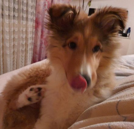 Langhaarcollie-Welpen in tricolor und dark-sable, suchen neues Zuhause