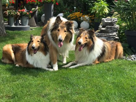 Langhaarcollie-Welpen in tricolor und dark-sable, suchen neues Zuhause