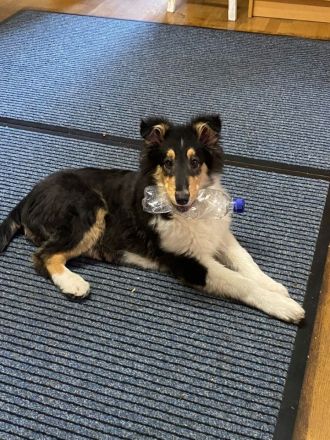 Langhaarcollie-Welpen in tricolor und dark-sable, suchen neues Zuhause