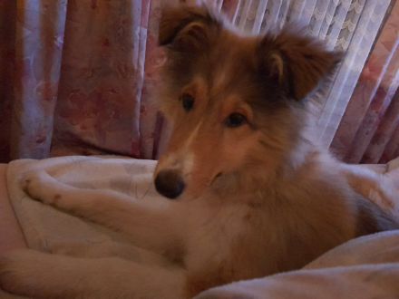 Langhaarcollie-Welpen in tricolor und dark-sable, suchen neues Zuhause