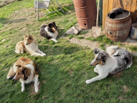 Langhaarcollie-Welpen in tricolor und dark-sable, suchen neues Zuhause