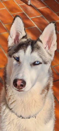 Liebe Sibirien Husky Hündin ❣️🥰