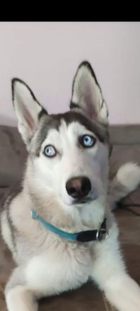 Liebe Sibirien Husky Hündin ❣️🥰