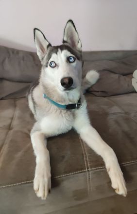 Liebe Sibirien Husky Hündin ❣️🥰