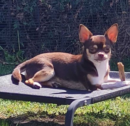 Deckrüde Harley of Sun Valley