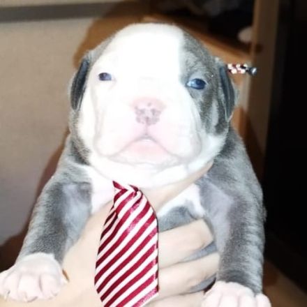 Welpen American bully