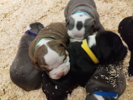 Welpen American bully