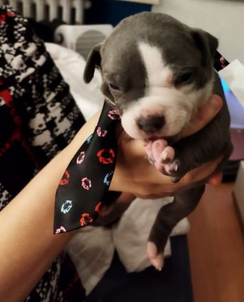 Welpen American bully