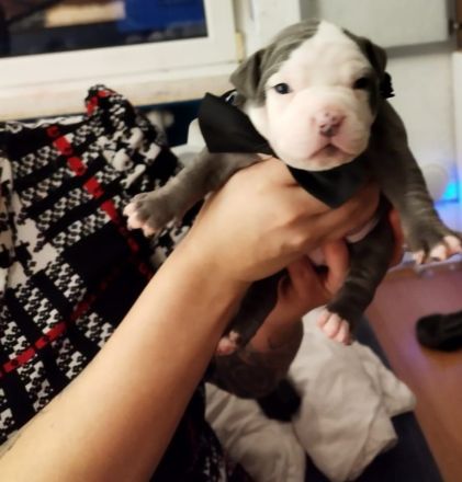 Welpen American bully